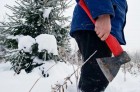 ​В Калужской области усилены меры борьбы с нелегальной рубкой новогодних елей