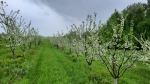 В Калужской области возрождают яблоневые сады